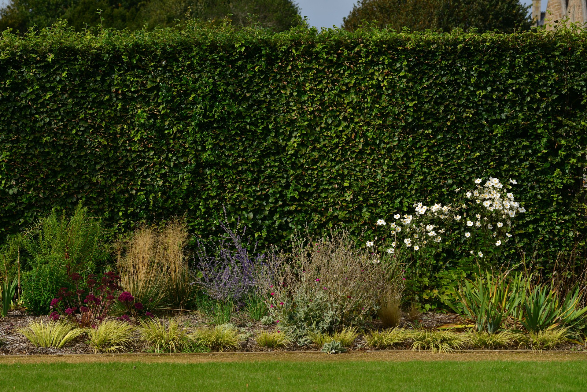 Tall hedge, Jersey, U.K.