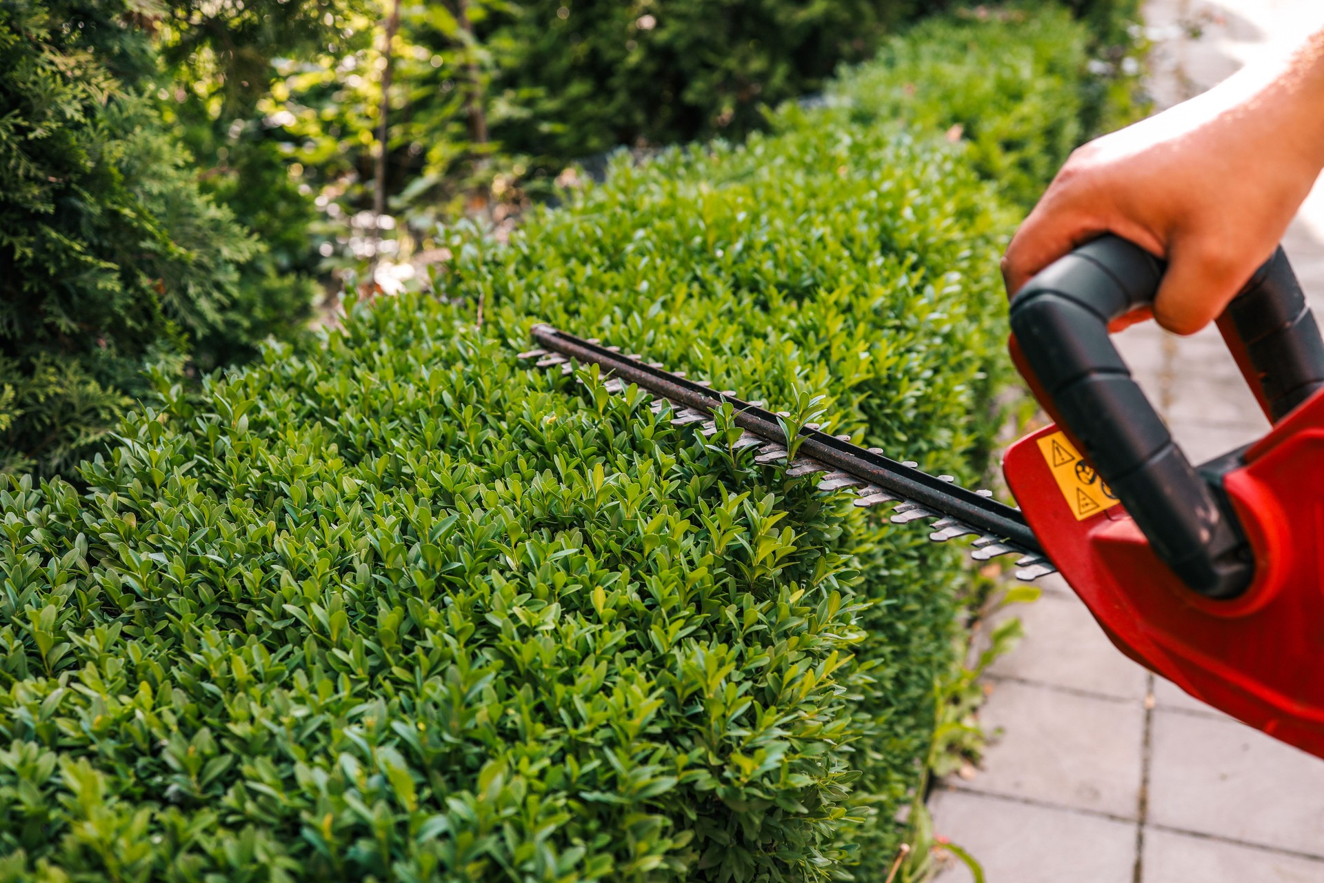 Close-up of an electric hedge trimmer cutting boxwood in a sunny garden. Ideal for yard upkeep, landscaping, and shaping green foliage